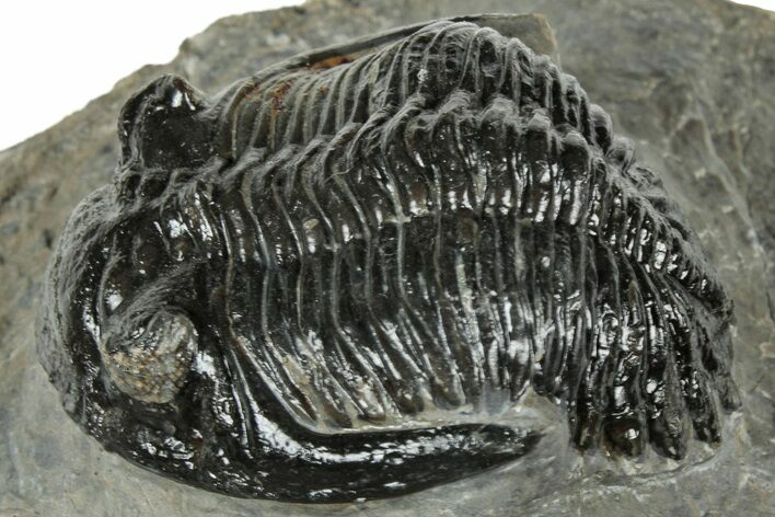 Detailed Hollardops Trilobite Fossil - Ofaten, Morocco #323703